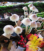 Fungi