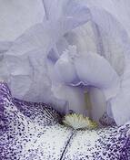 Iris_2