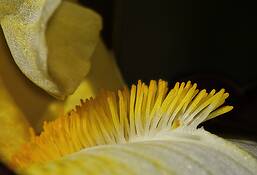 Iris_3