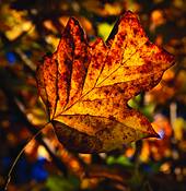 Leaf