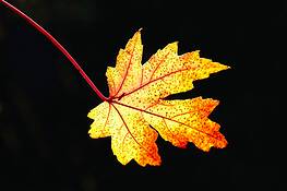 Maple_leaf