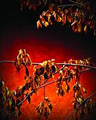 Wine_trail_23_-_umbra