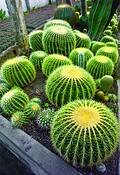 Cactus_nursery