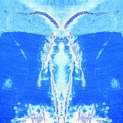 Aegir