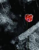 Life_goes_on