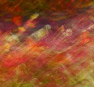 Pansy_wave
