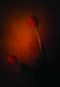 Bending_tulips