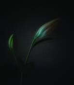 Lily_buds