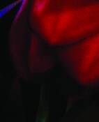 Red_tulip