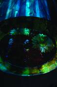 Splintered_moonlight