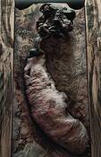 Endandered_species