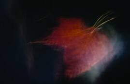 Leaf_abstraction_no__12