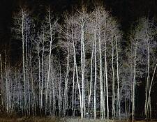 Aspens_018