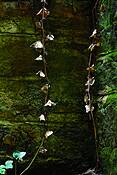 Jacobs_ladder