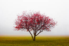 Untitled_5