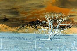 Lonesome_tree