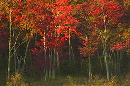 Maples