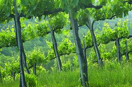 Vineyard