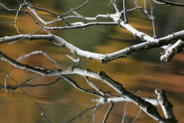 Branch_reflection