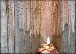 End_of_the_tunnel