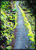 Green_with_envy