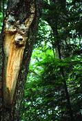 Deer_in_tree