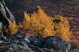 Aspens