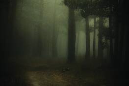 Into_the_woods_2
