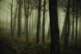 Into_the_woods_3