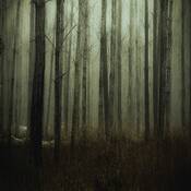 Into_the_woods_4