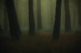 Into_the_woods_5