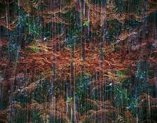 The_multiplied_forest__16