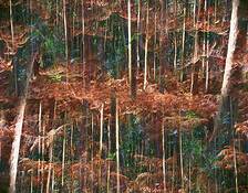 The_multiplied_forest__21