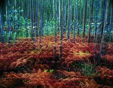 The_multiplied_forest__30