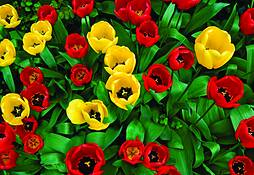 Tulips_from_above__east_grinstead