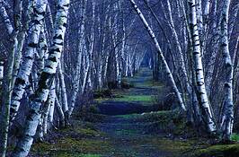 Bashakill_birches