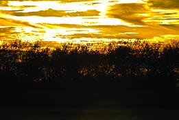 Dune_grass