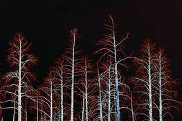 Burnt_forest