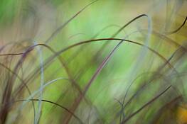 Lexicon_of_a_grass_26