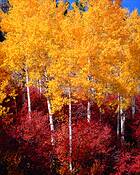 Aspen_and_huckleberry