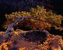 Canyon_juniper