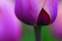 Tulip_3