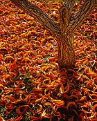 Peach_leaves