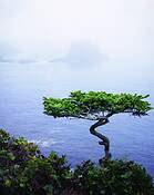 Cape_flattery_pine