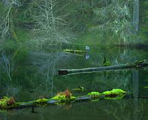 Hoh_pond