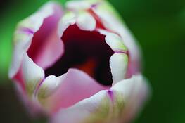 Tulip_4