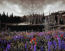 Wildflowers