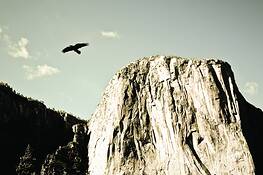 El_capitan_and_bird