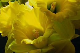 Daffodils