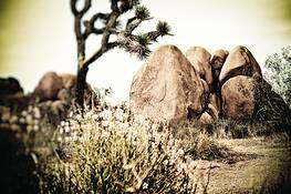 Tree_and_rocks